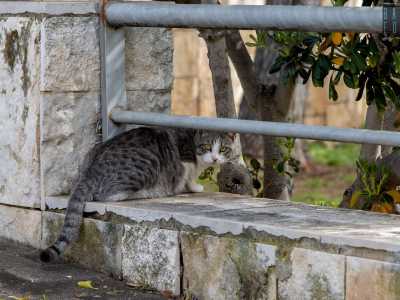 ...mentre un gatto si avvicina a noi in cerca di cibo